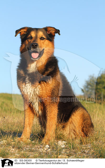 sitzender Berner-Sennenhund-Schferhund / sitting Bernese-Mountain-Dog-Shepherd / SS-38300