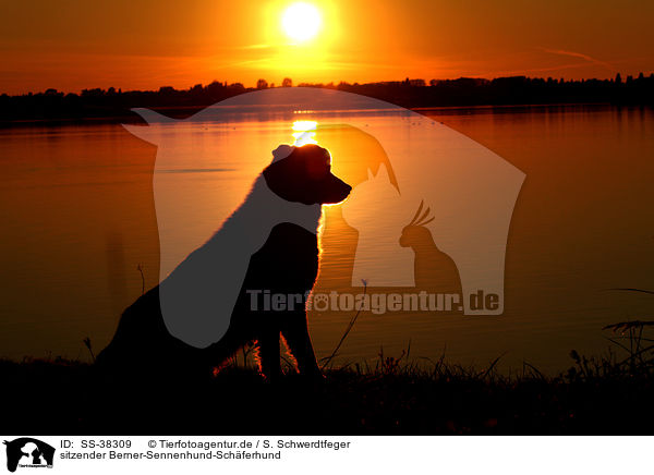 sitzender Berner-Sennenhund-Schferhund / sitting Bernese-Mountain-Dog-Shepherd / SS-38309