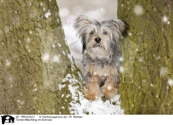 Terrier-Mischling im Schnee / Terrier-Mongrel in snow / RR-63921