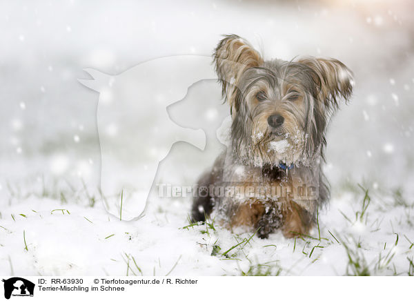 Terrier-Mischling im Schnee / Terrier-Mongrel in snow / RR-63930