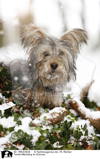 Terrier-Mischling im Schnee / Terrier-Mongrel in snow / RR-63939
