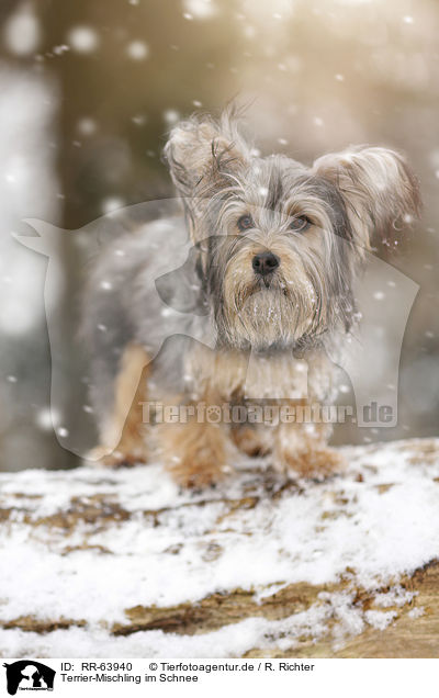 Terrier-Mischling im Schnee / Terrier-Mongrel in snow / RR-63940
