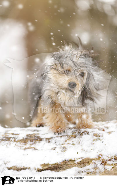 Terrier-Mischling im Schnee / Terrier-Mongrel in snow / RR-63941