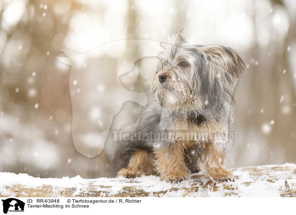 Terrier-Mischling im Schnee / Terrier-Mongrel in snow / RR-63948