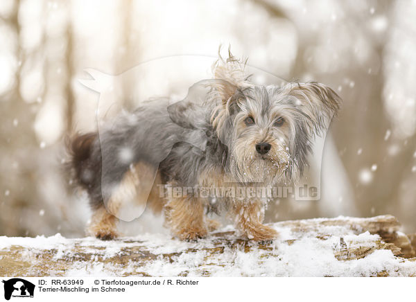 Terrier-Mischling im Schnee / Terrier-Mongrel in snow / RR-63949