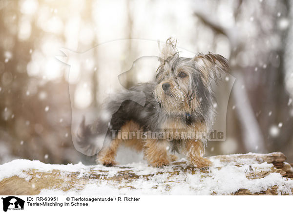 Terrier-Mischling im Schnee / Terrier-Mongrel in snow / RR-63951
