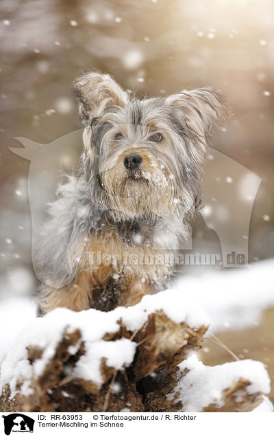 Terrier-Mischling im Schnee / Terrier-Mongrel in snow / RR-63953