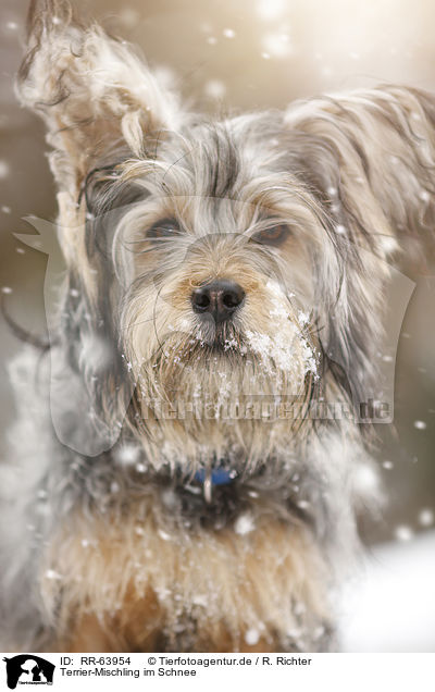 Terrier-Mischling im Schnee / Terrier-Mongrel in snow / RR-63954