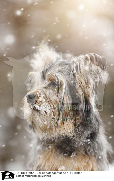 Terrier-Mischling im Schnee / Terrier-Mongrel in snow / RR-63955