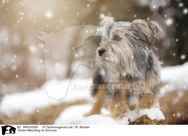 Terrier-Mischling im Schnee / Terrier-Mongrel in snow / RR-63956