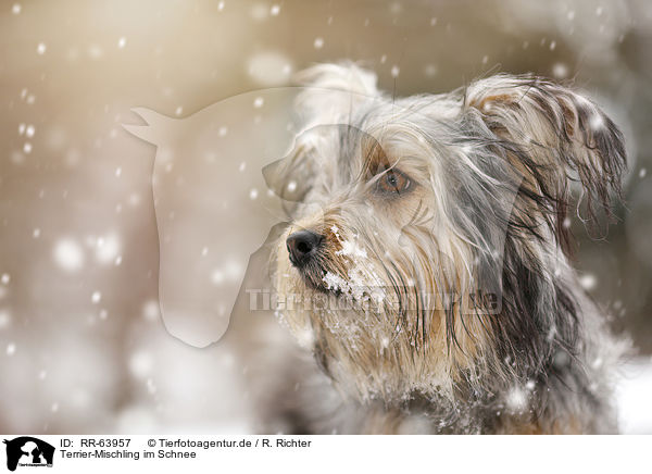 Terrier-Mischling im Schnee / Terrier-Mongrel in snow / RR-63957