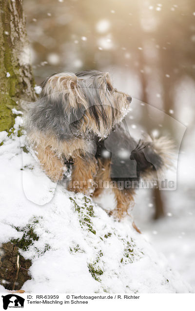 Terrier-Mischling im Schnee / Terrier-Mongrel in snow / RR-63959