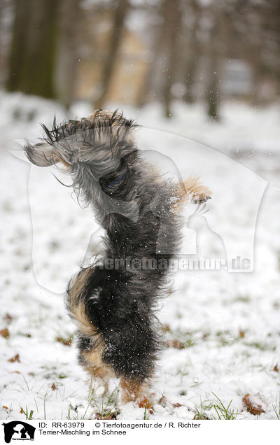 Terrier-Mischling im Schnee / Terrier-Mongrel in snow / RR-63979