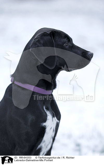 Labrador-Dalmatiner-Mix Portrait / RR-64353