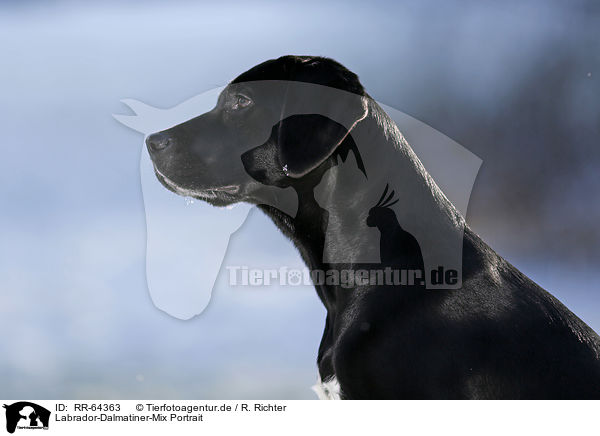 Labrador-Dalmatiner-Mix Portrait / RR-64363