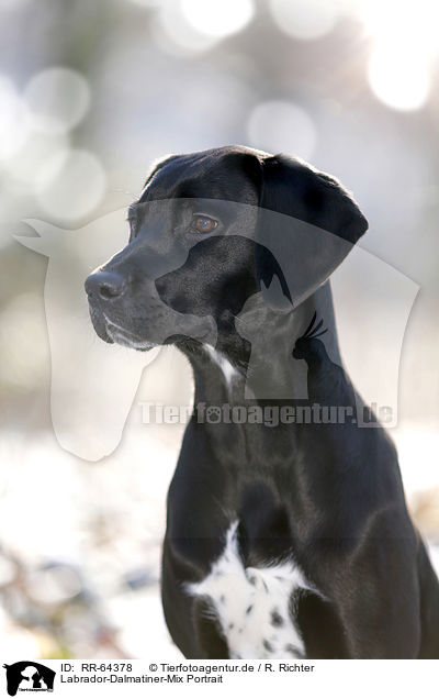 Labrador-Dalmatiner-Mix Portrait / RR-64378