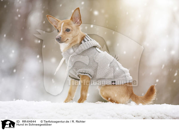 Hund im Schneegestber / dog in driving snow / RR-64644
