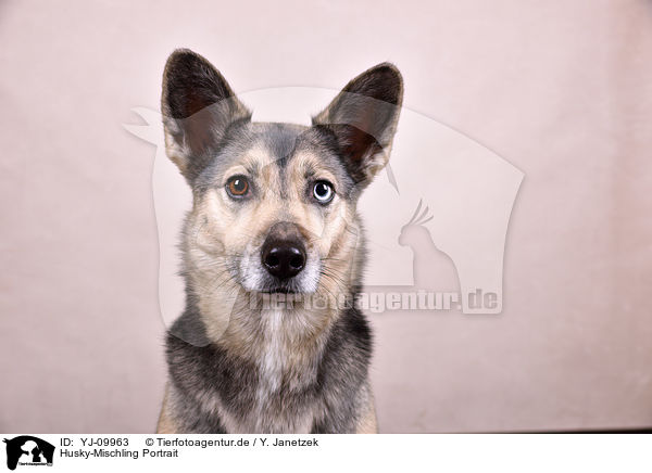 Husky-Mischling Portrait / Husky-Mongrel Portrait / YJ-09963