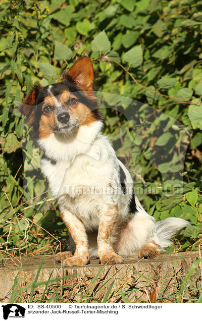 sitzender Jack-Russell-Terrier-Mischling / sitting Jack-Russell-Terrier-Mongrel / SS-40500