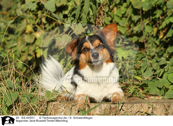 liegender Jack-Russell-Terrier-Mischling / lying Jack-Russell-Terrier-Mongrel / SS-40501