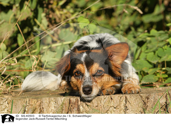 liegender Jack-Russell-Terrier-Mischling / lying Jack-Russell-Terrier-Mongrel / SS-40503