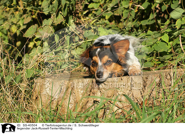 liegender Jack-Russell-Terrier-Mischling / lying Jack-Russell-Terrier-Mongrel / SS-40504