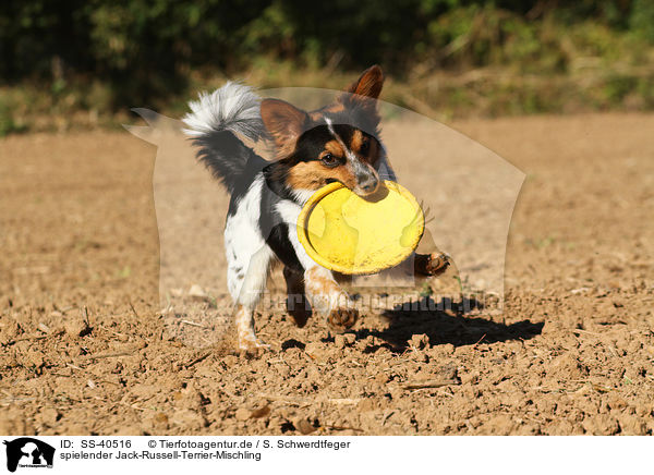 spielender Jack-Russell-Terrier-Mischling / SS-40516