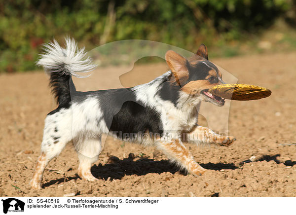 spielender Jack-Russell-Terrier-Mischling / SS-40519
