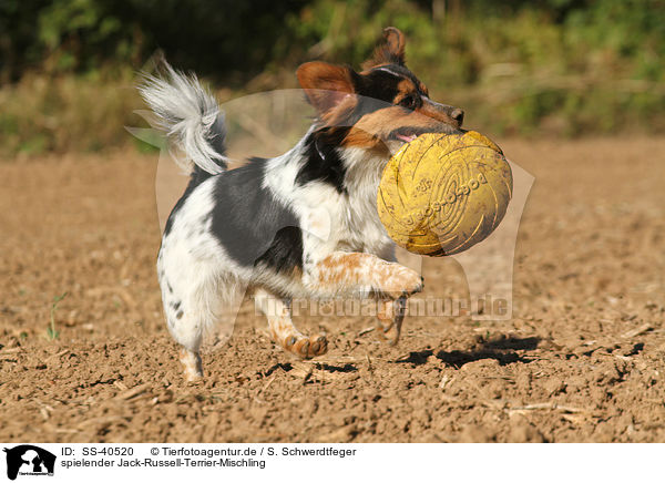 spielender Jack-Russell-Terrier-Mischling / SS-40520
