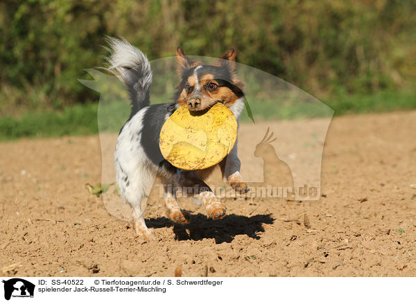 spielender Jack-Russell-Terrier-Mischling / SS-40522