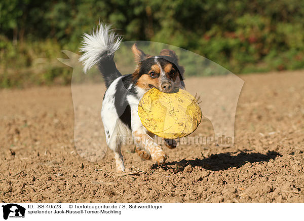 spielender Jack-Russell-Terrier-Mischling / SS-40523