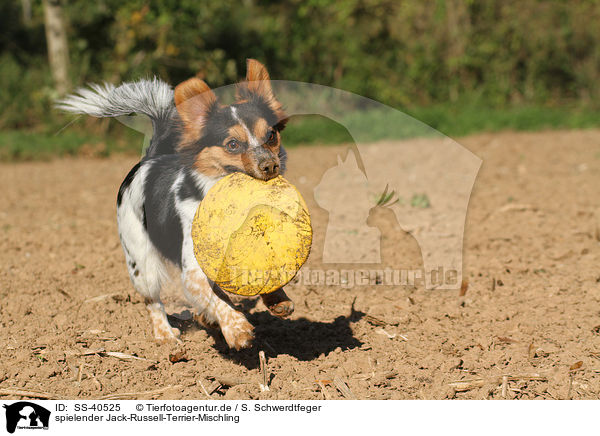 spielender Jack-Russell-Terrier-Mischling / SS-40525