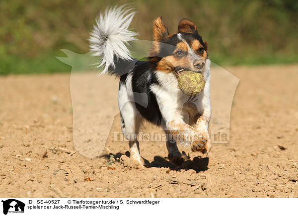spielender Jack-Russell-Terrier-Mischling / playing Jack-Russell-Terrier-Mongrel / SS-40527