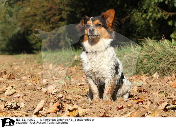 sitzender Jack-Russell-Terrier-Mischling / sitting Jack-Russell-Terrier-Mongrel / SS-40532