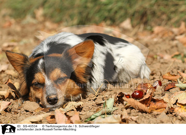 schlafender Jack-Russell-Terrier-Mischling / sleeping Jack-Russell-Terrier-Mongrel / SS-40534