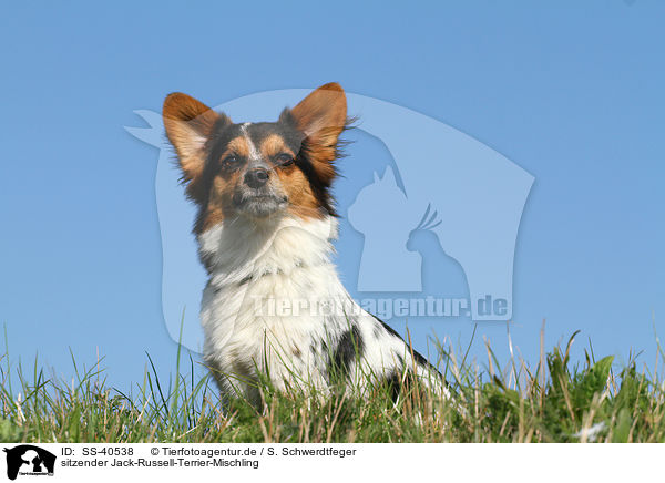 sitzender Jack-Russell-Terrier-Mischling / sitting Jack-Russell-Terrier-Mongrel / SS-40538