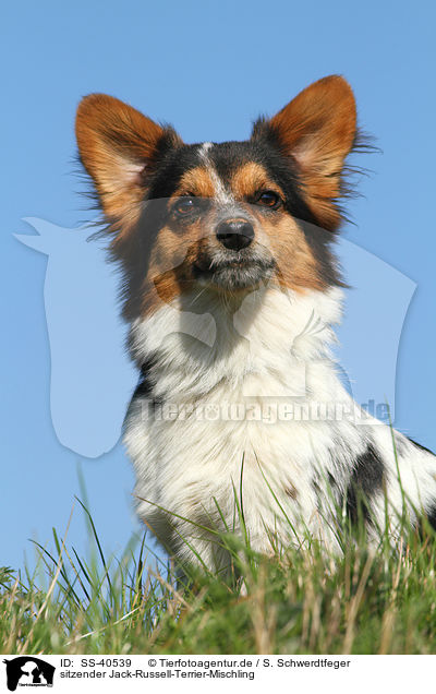 sitzender Jack-Russell-Terrier-Mischling / sitting Jack-Russell-Terrier-Mongrel / SS-40539