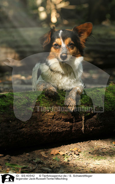 liegender Jack-Russell-Terrier-Mischling / lying Jack-Russell-Terrier-Mongrel / SS-40542