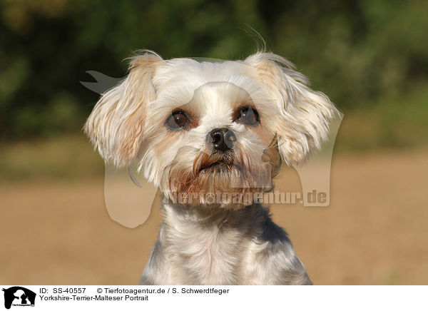 Yorkshire-Terrier-Malteser Portrait / Yorkshire-Terrier-Maltese Portrait / SS-40557