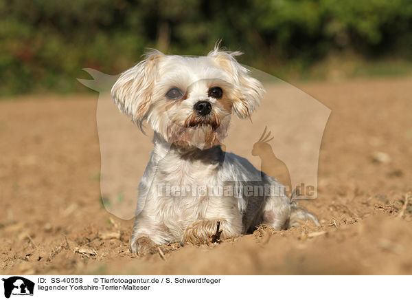 liegender Yorkshire-Terrier-Malteser / lying Yorkshire-Terrier-Maltese / SS-40558