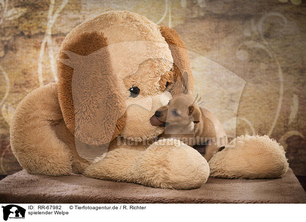 spielender Welpe / playing Puppy / RR-67982