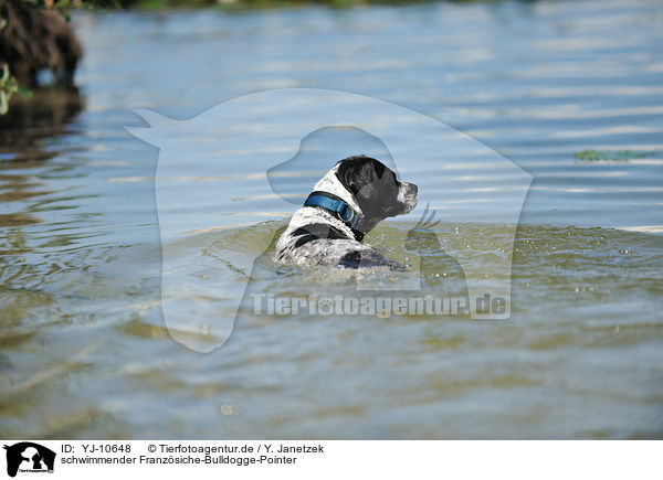 schwimmender Franzsiche-Bulldogge-Pointer / swimming Frensh-Bulldog-Pointer / YJ-10648