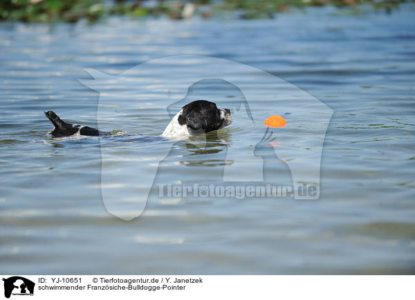 schwimmender Franzsiche-Bulldogge-Pointer / swimming Frensh-Bulldog-Pointer / YJ-10651