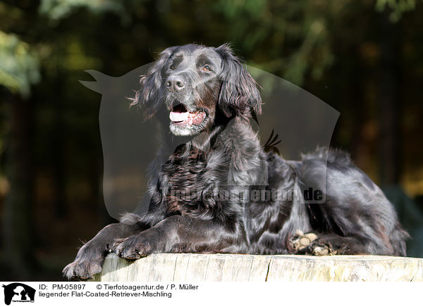 liegender Flat-Coated-Retriever-Mischling / lying Flat-Coated-Retriever-Mongrel / PM-05897