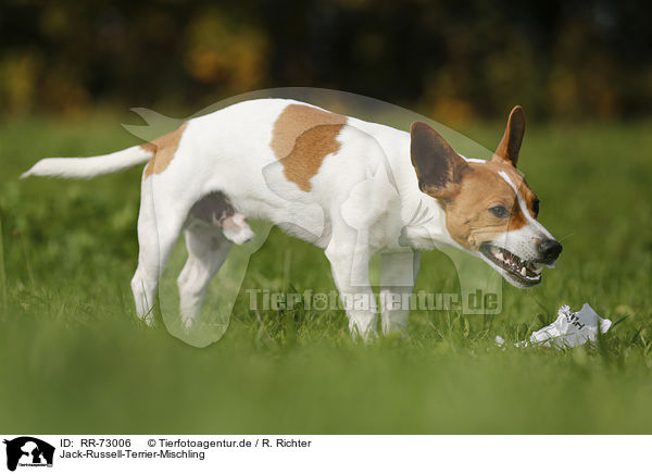 Jack-Russell-Terrier-Mischling / Jack-Russell-Terrier-Mongrel / RR-73006