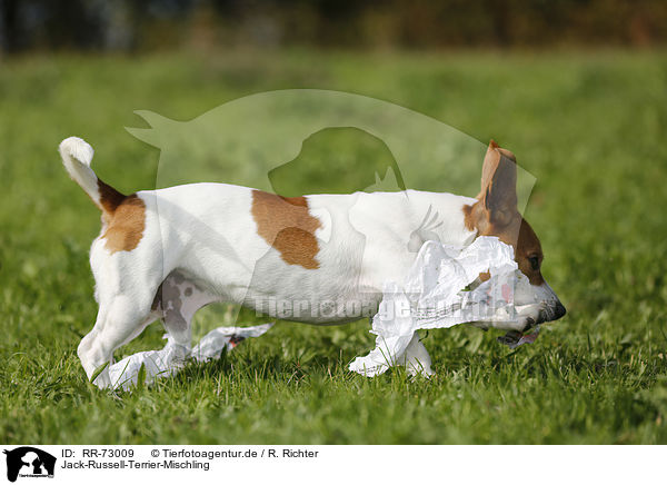 Jack-Russell-Terrier-Mischling / Jack-Russell-Terrier-Mongrel / RR-73009