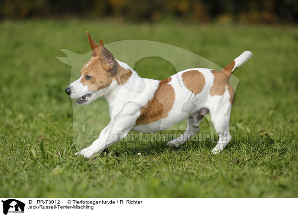 Jack-Russell-Terrier-Mischling / Jack-Russell-Terrier-Mongrel / RR-73012