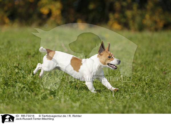 Jack-Russell-Terrier-Mischling / Jack-Russell-Terrier-Mongrel / RR-73016
