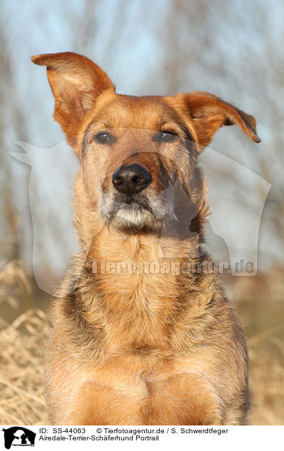 Airedale-Terrier-Schferhund Portrait / SS-44063