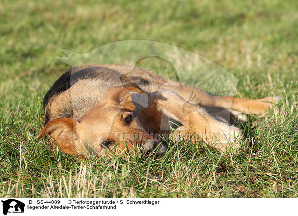liegender Airedale-Terrier-Schferhund / lying Airedale-Terrier-Shepherd / SS-44089